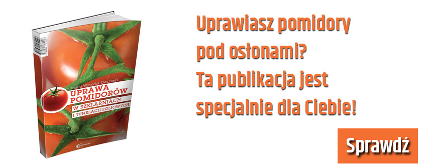 Uprawa pomidorów pod osłonami