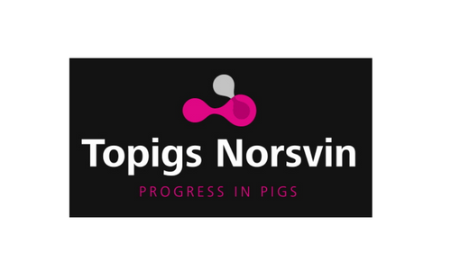 topigs norsvin 