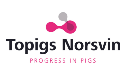 topigs norsvin 