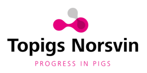 topigs norsvin 